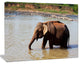 Elephant in Water in Sri Lanka, Extra Large African Canvas Art Print, 20"x12"