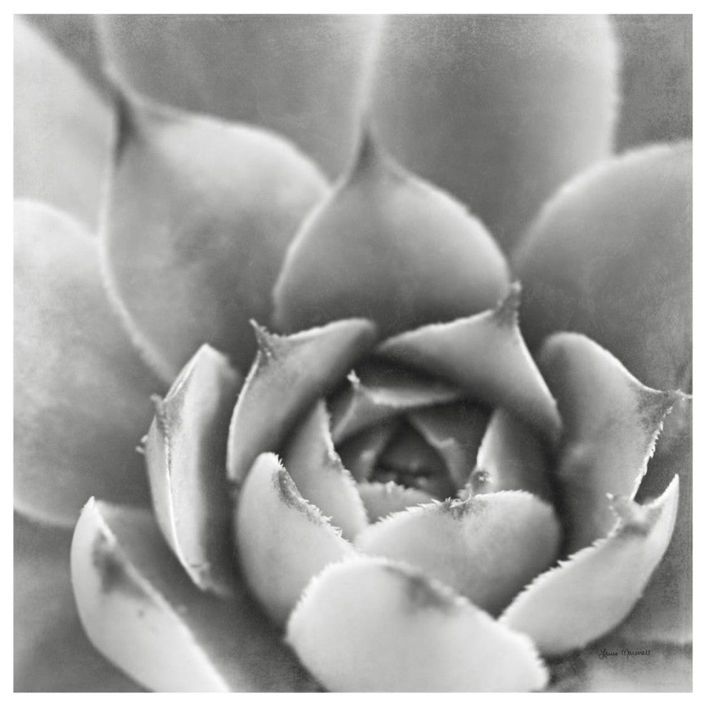 "Garden Succulent III" Digital Paper Print by Laura Marshall, 20"x20"
