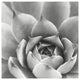 "Garden Succulent III" Digital Paper Print by Laura Marshall, 20"x20"