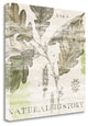 "Natural History Oak IV" By Sue Schlabach, Giclee Print on Gallery Wrap Canvas