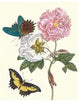 Cotton Rose Mallow with a Queen Swallowtail- Canvas Poster 20" x 30"