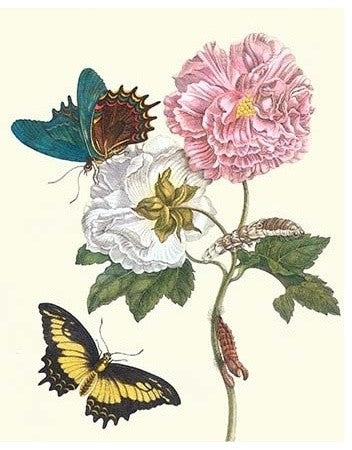 Cotton Rose Mallow with a Queen Swallowtail- Canvas Poster 20" x 30"