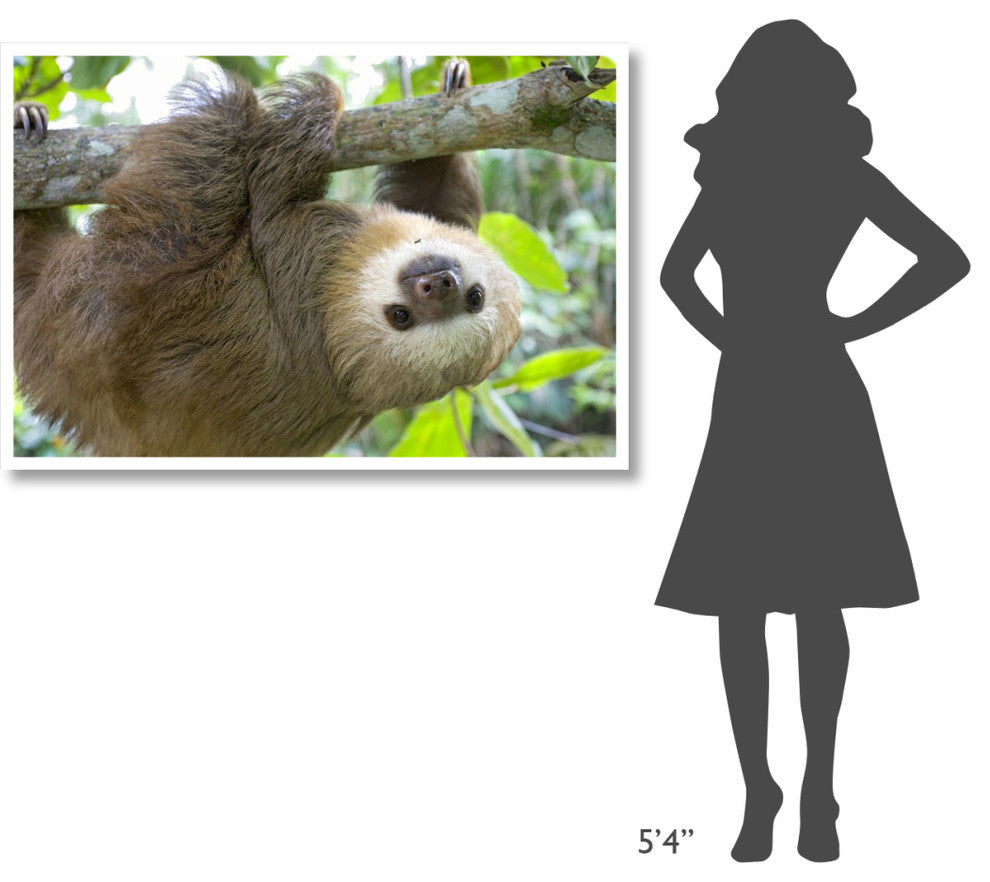 "Hoffmann's 2-toed Sloth orphan, Aviarios Sloth Sanctuary" Paper Art, 50"x34"