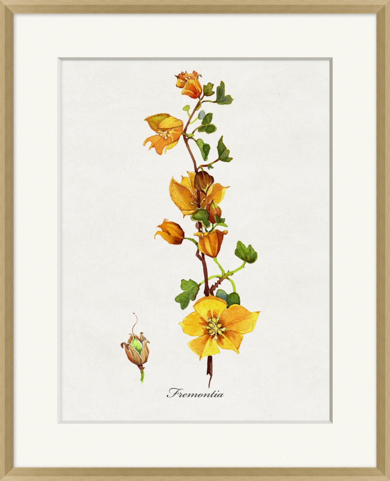 Valley Wildflower Fremontia, Giclee Reproduction Artwork