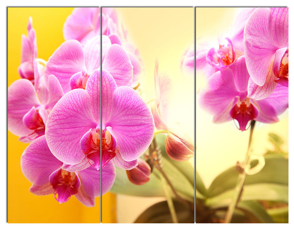 Blooming Purple Orchid Flowers, Floral Triptych Canvas Print, 36x28, 3 Panels