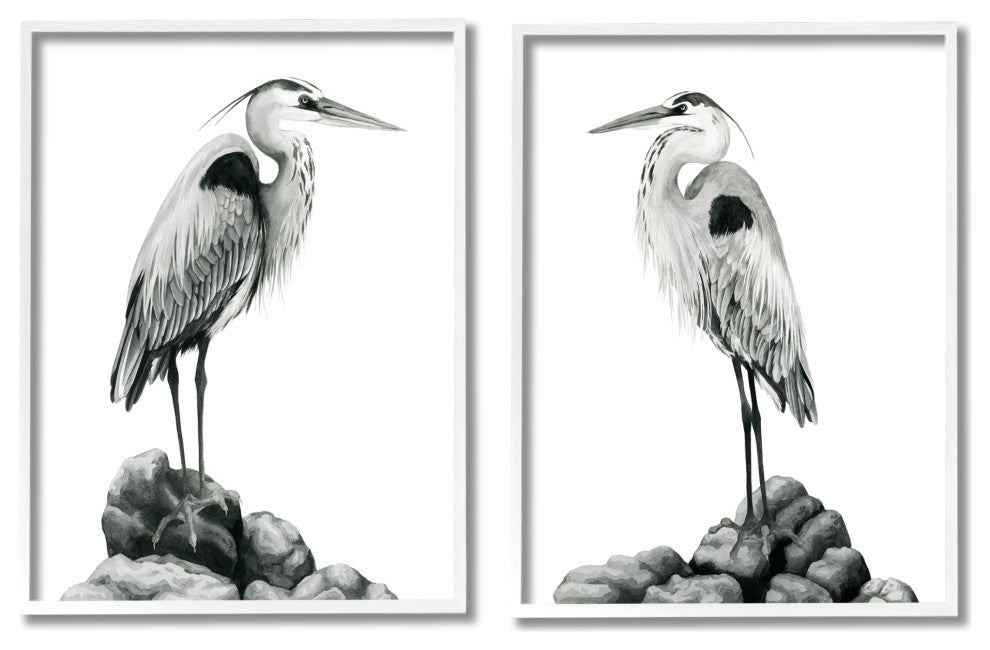 Great Herons Standing Rocks Black White Bird Portraits,16 x 20