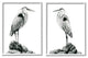 Great Herons Standing Rocks Black White Bird Portraits,16 x 20