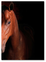 'Kentucky Horse Intense' Canvas Art by Preston
