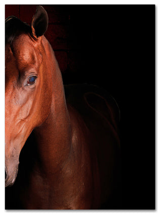 'Kentucky Horse Intense' Canvas Art by Preston