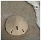 "Sand Surf Sand Dollar" Digital Paper Print by Sue Schlabach, 26"x26"