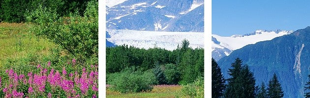 "Fireweed Mendenhall Glacier Juneau AK" Canvas Art, 60"x20"x1.25"