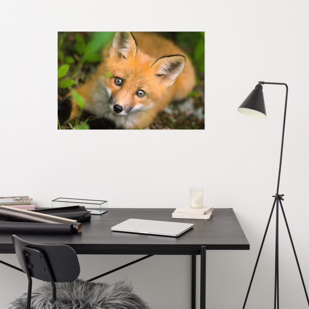 Young Red Fox Face Animal Wildlife Nature Photograph Loose Wall Art Print, 24" X 36"