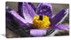 Purple Flower with Yellow Stigma, Floral Canvas Art Print, 32"x16"