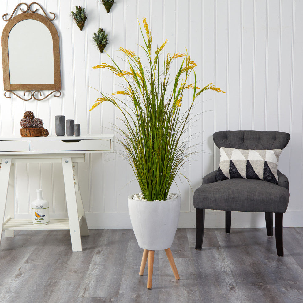 Shown in a real room setting with furniture; full plant visible.