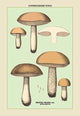 Unwholesome Fungi: Bitter Boletus- Fine Art Giclee Print 24" x 36"