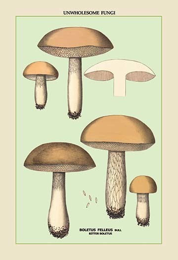 Unwholesome Fungi: Bitter Boletus- Fine Art Giclee Print 24" x 36"