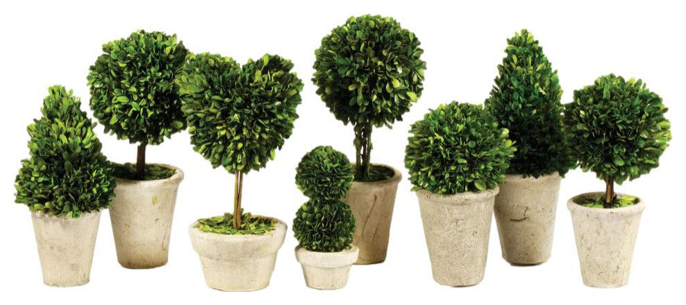 Set of 8 Mini English Topiary Boxwoods in Pots Tabletop Grouping Greenery 16 in