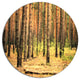 Beautiful Pine Forest At Sunset, Forest Disc Metal Wall Art, 11"
