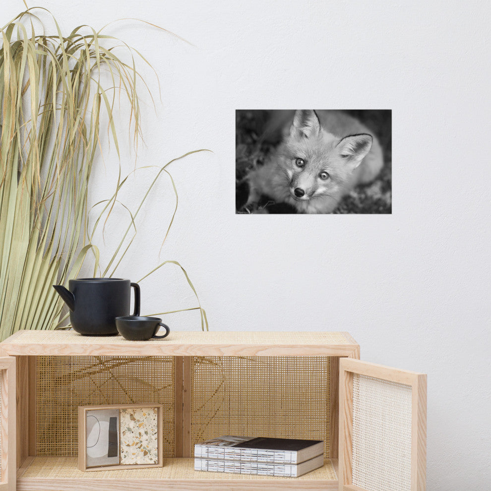 Young Red Fox Face Black & White Animal Wildlife Photograph Loose Wall Art Print, 12" X 18"