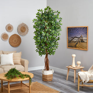 Lifestyle photo showing the ficus tree in a living room setting