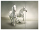 Fast Moving White Horses, Animal Triptych Canvas Art Print, 36x28, 3 Panels