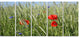 Rural Landscape with Red Poppies, Large Landscape Canvas Art, 60"x28", 5 Panels