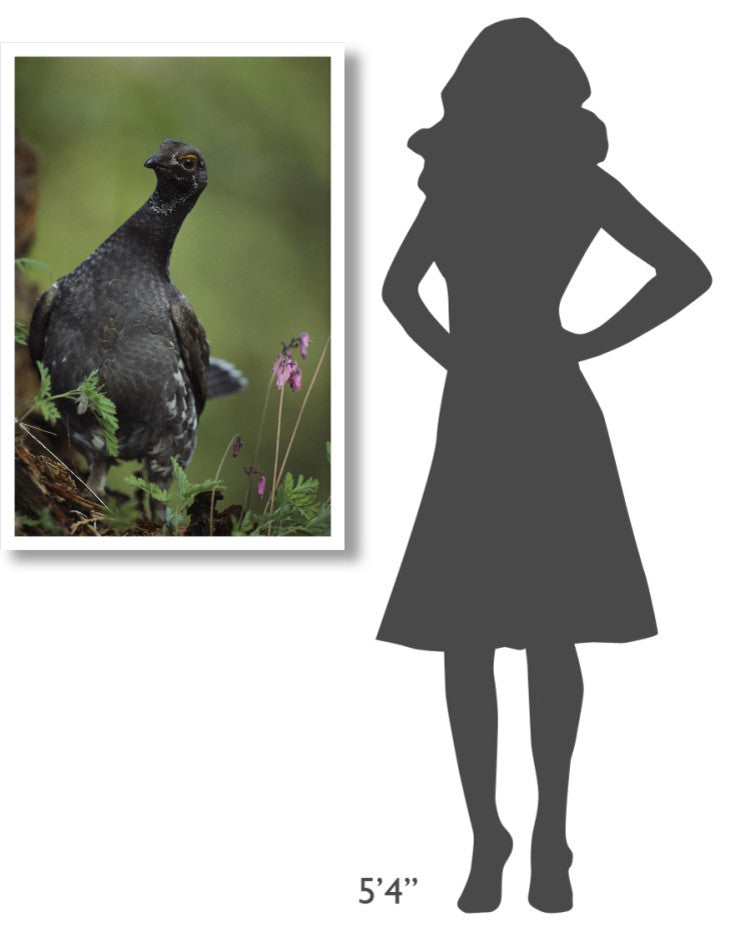 "Blue Grouse, North America" Digital Paper Print by Tim Fitzharris, 26"x38"