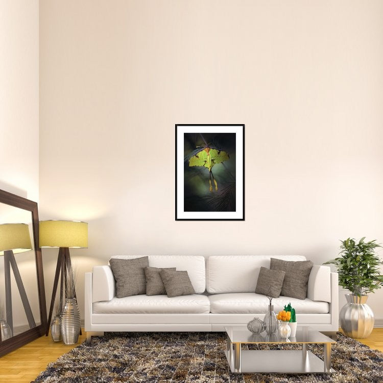 "Moon Moth" Framed Digital Print by Jimmy Hoffman, 32x44"