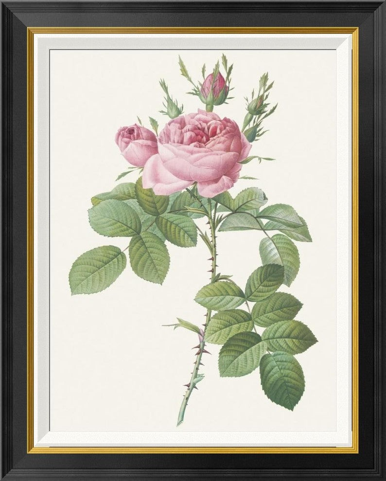 "Rosa Bifera Officinalis" Framed Canvas Giclee by Pierre Redoute, 24"x30"