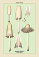 Edible Fungi: Shaggy Coprinus - Gallery Wrapped Canvas Art 28" x 42"