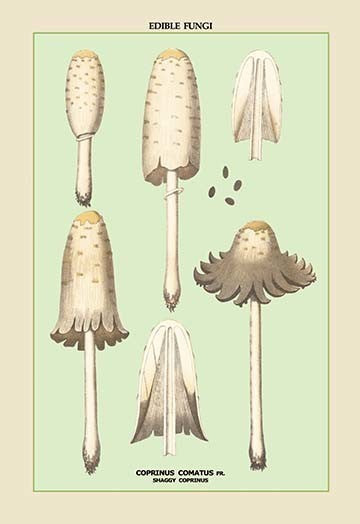 Edible Fungi: Shaggy Coprinus - Gallery Wrapped Canvas Art 28" x 42"