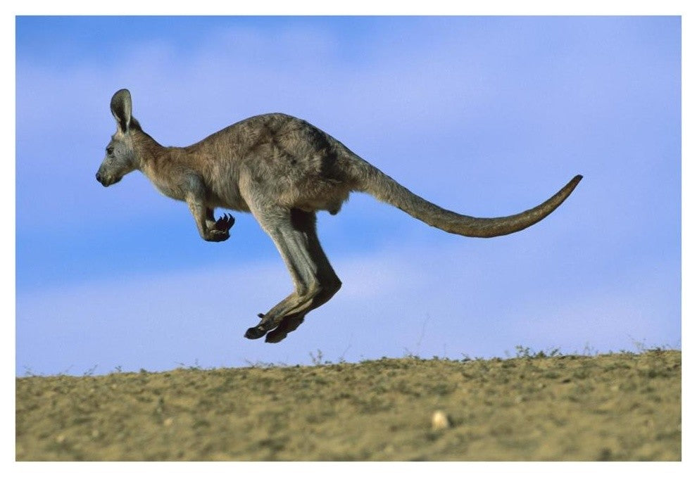 "Wallaroo or Euro Kangaroo hopping, Sturt, New South Wales" Paper Art, 38"x26"