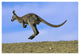 "Wallaroo or Euro Kangaroo hopping, Sturt, New South Wales" Paper Art, 38"x26"