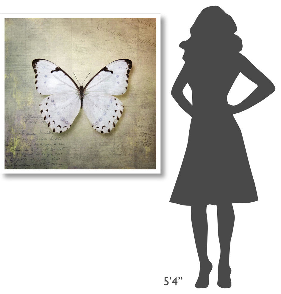 "French Butterfly II" Digital Paper Print by Debra Van Swearingen, 38"x38"