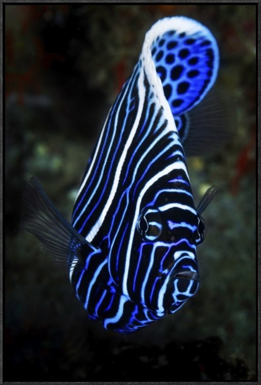 "Emperor Angelfish" Framed Canvas Giclee by Barathieu Gabriel, 21x31"