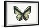 "Hunter Green Butterfly" Framed Painting Print, 30"x20"