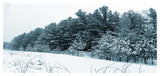Dark Winter Trees, Landscape Canvas Art Print, 60"x28"