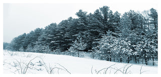 Dark Winter Trees, Landscape Canvas Art Print, 60"x28"