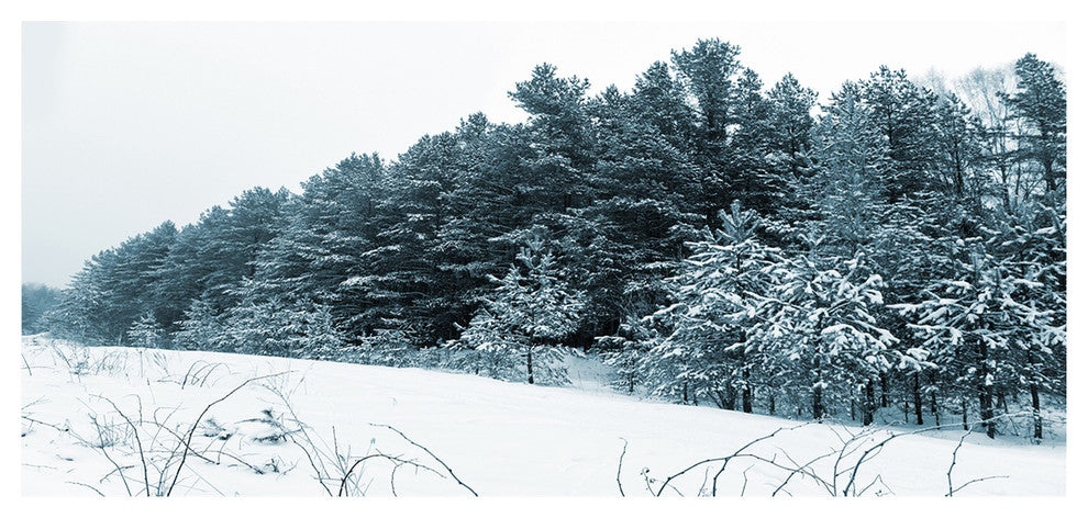 Dark Winter Trees, Landscape Canvas Art Print, 60"x28"