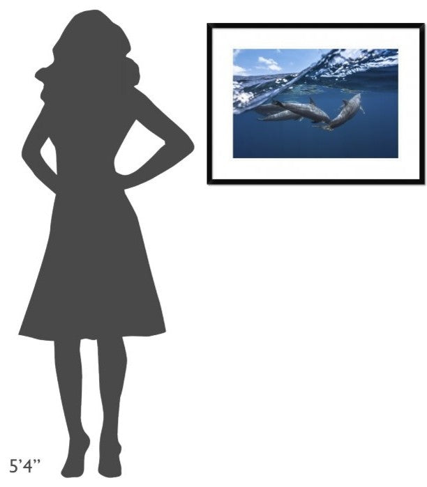 "Dolphins" Framed Digital Print by Barathieu Gabriel, 32x24"