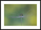 "Magic Bunch" Framed Digital Print by Bertrand Kulik, 38"x28"