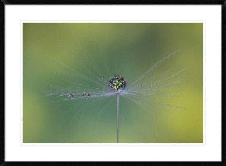 "Magic Bunch" Framed Digital Print by Bertrand Kulik, 38"x28"
