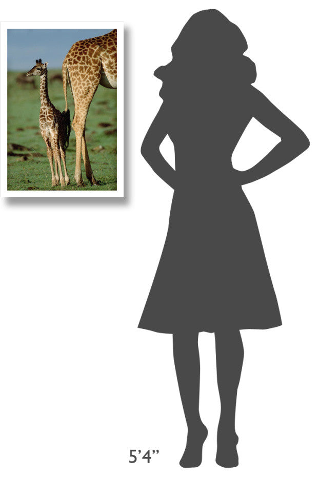 "Giraffe mother with young, Kenya" Paper Print by Tim Fitzharris, 18"x26"