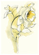 "Carols Roses III" Digital Paper Print by Shirley Novak, 38"x50"