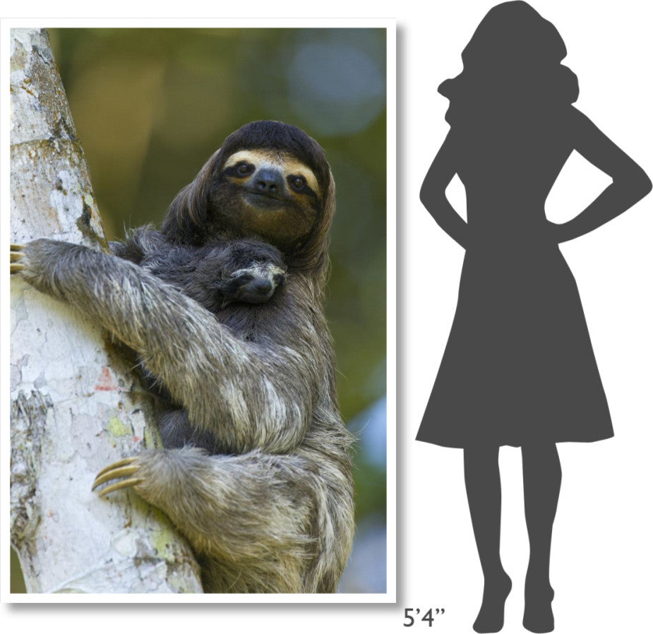 "Brown-throated 3-toed Sloth, baby, Aviarios Sloth Sanctuary" Paper Art, 42"x62"