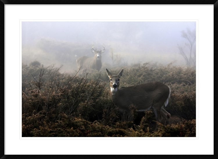 "The Rut In On White-Tailed Deer" Framed Digital Print by Jim Cumming, 38"x28"