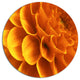 Yellow Abstract Floral Design, Modern Floral Disc Metal Wall Art, 36"