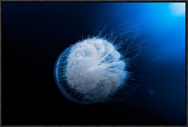 "Jellyfish" Framed Canvas Giclee by Barathieu Gabriel, 31x21"