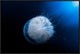 "Jellyfish" Framed Canvas Giclee by Barathieu Gabriel, 31x21"