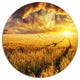 Amazing Sunset Over Yellow Field, Landscape Round Wall Art, 11"
